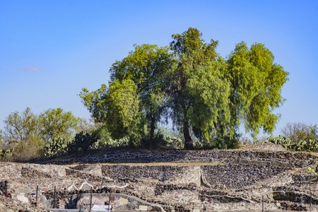 Trees on the Avenue of the Dead in Teotihuacan, Mexicoのeditorial素材