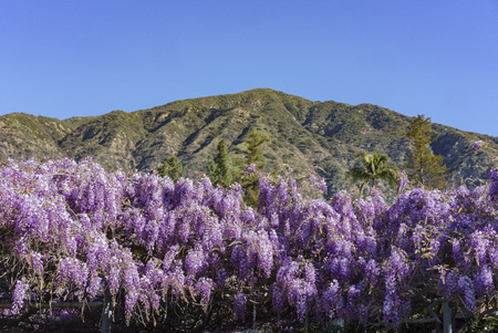 The world oldest Wistaria blossom at Sierra Madre, Californiaの写真素材