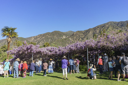Sierra Madre, MAR 12: The world oldest Wistaria blossom displaying on Mar 12, 2017 at Sierra Madre, Californiaのeditorial素材