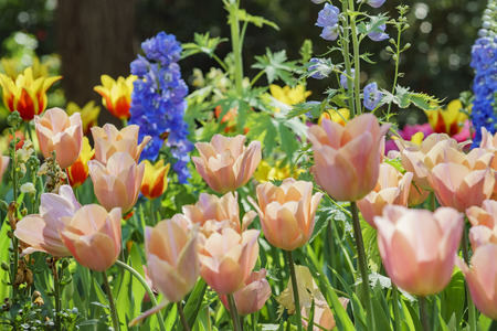 Tulips blossom at Descanso Garden, Los Angeles, Californiaの写真素材