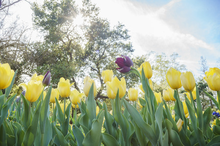 Tulips blossom at Descanso Garden, Los Angeles, Californiaの写真素材