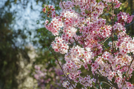 Beautiful cherry blossom at Schabarum Regional Park, Rowland Heights, Los Angeles County, Californiaの写真素材