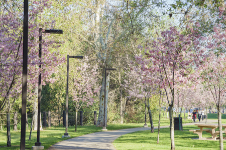 cherry blossom at Schabarum Regional Park, Rowland Heights, Los Angeles County, Californiaの写真素材