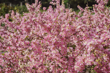 Almond flower blossom at Descanso Garden, Los Angeles, Californiaの写真素材