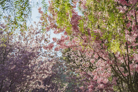 cherry blossom at Schabarum Regional Park, Rowland Heights, Los Angeles County, Californiaの写真素材
