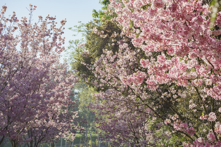 cherry blossom at Schabarum Regional Park, Rowland Heights, Los Angeles County, Californiaの写真素材