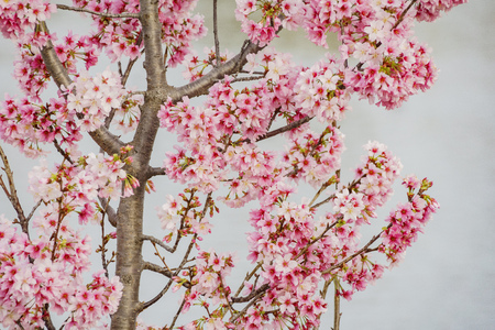 cherry blossom at Lake Balboa, Los Angeles, Californiaの写真素材