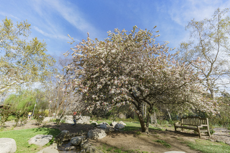 Flowering Crabapple flower blossom at Descanso Garden, Los Angeles, Californiaの写真素材