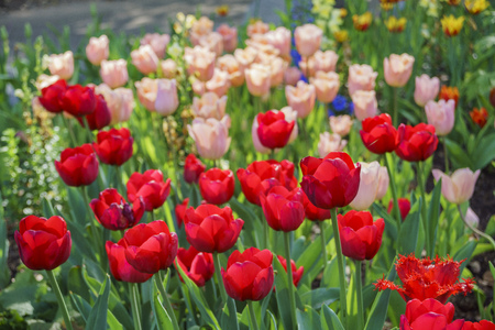red Tulips blossom at Descanso Garden, Los Angeles, Californiaの写真素材