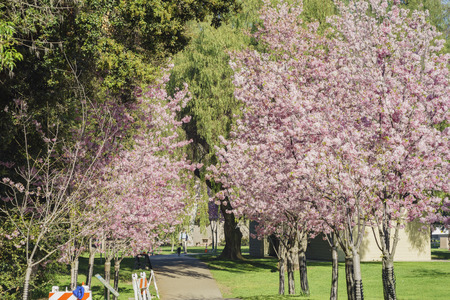 cherry blossom at Schabarum Regional Park, Rowland Heights, Los Angeles County, Californiaの写真素材