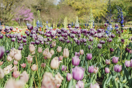 Tulips blossom at Descanso Garden, Los Angeles, Californiaの写真素材