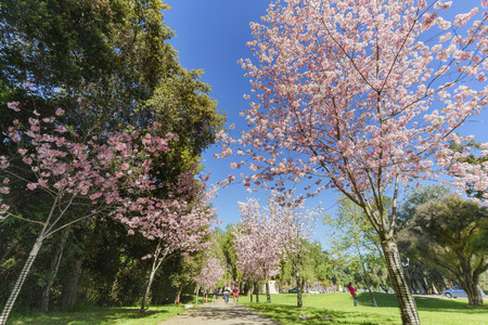 cherry blossom at Schabarum Regional Park, Rowland Heights, Los Angeles County, Californiaの写真素材