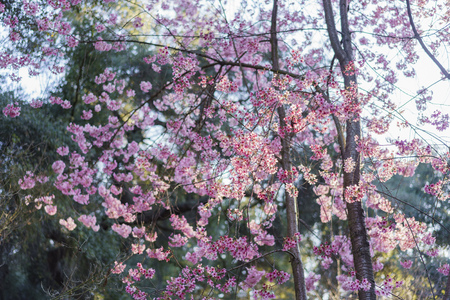 cherry blossom at Japanese Garden of Descanso Garden, Los Angeles, Californiaの写真素材