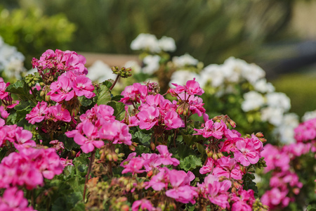 rose blossom at Temple City, Los Angeles, Californiaの写真素材
