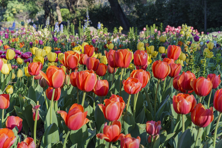 red Tulips blossom at Descanso Garden, Los Angeles, Californiaの写真素材
