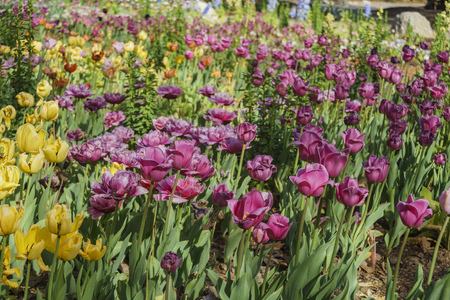 Tulips blossom at Descanso Garden, Los Angeles, Californiaの写真素材
