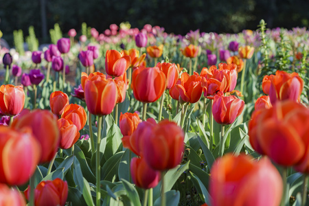 red Tulips blossom at Descanso Garden, Los Angeles, Californiaの写真素材