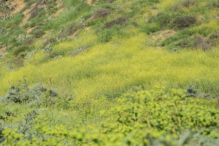 yellow wild flower blossom at Schabarum Regional Park, Rowland Heights, Los Angeles County, Californiaの写真素材