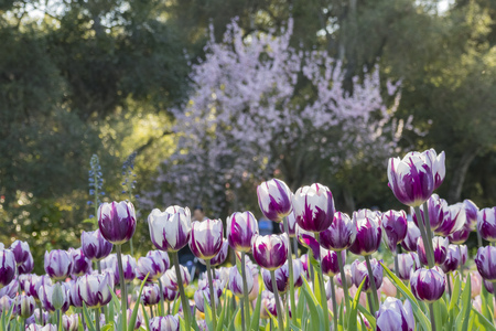 Tulips blossom at Descanso Garden, Los Angeles, Californiaの写真素材