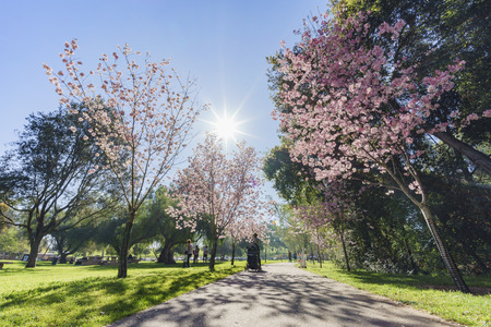 cherry blossom at Schabarum Regional Park, Rowland Heights, Los Angeles County, Californiaの写真素材