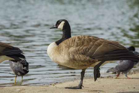 Canada Goose standing on one leg at Licoln Parkの写真素材