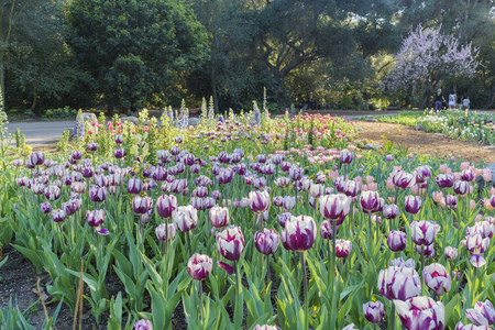 Tulips blossom at Descanso Garden, Los Angeles, Californiaの写真素材