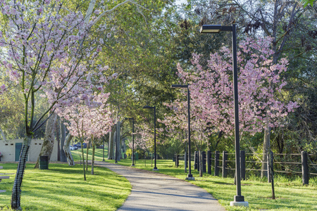 cherry blossom at Schabarum Regional Park, Rowland Heights, Los Angeles County, Californiaの写真素材