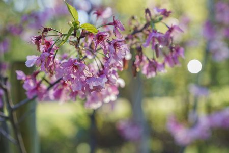 cherry blossom at Schabarum Regional Park, Rowland Heights, Los Angeles County, Californiaの写真素材