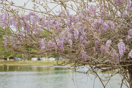 Wisteria blossom at Lake Balboa, Los Angeles, Californiaの写真素材