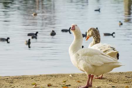 Domestic Goose sitting at Lake Balboaの写真素材