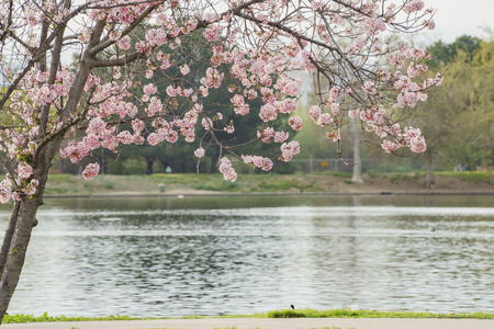 cherry blossom at Lake Balboa, Los Angeles, Californiaの写真素材