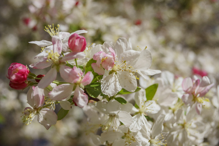 Flowering Crabapple flower blossom at Descanso Garden, Los Angeles, Californiaの写真素材