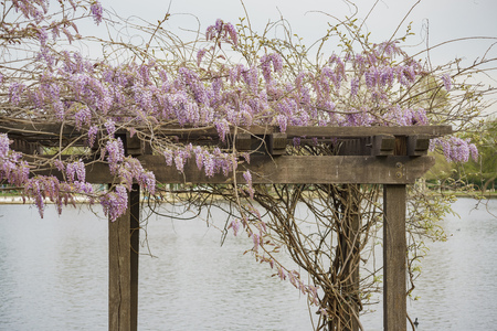Wisteria blossom at Lake Balboa, Los Angeles, Californiaの写真素材