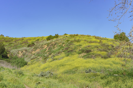 yellow wild flower blossom at Schabarum Regional Park, Rowland Heights, Los Angeles County, Californiaの写真素材