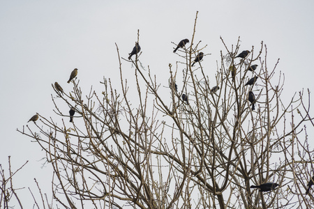 Many black crows on the tree at Lake Balboaの写真素材
