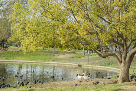 landscape at Lake Balboa, Los Angeles, Californiaの写真素材