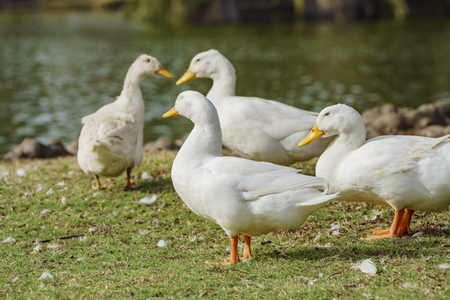 White sleep ducks standing at Lincoln Parkの写真素材