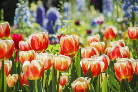 red Tulips blossom at Descanso Garden, Los Angeles, Californiaの写真素材