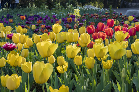 Beautiful yellow Tulips blossom at Descanso Garden, Los Angeles, Californiaの写真素材