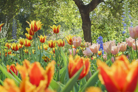 Tulips blossom at Descanso Garden, Los Angeles, Californiaの写真素材
