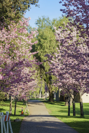 Beautiful cherry blossom at Schabarum Regional Park, Rowland Heights, Los Angeles County, Californiaの写真素材