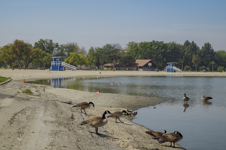 Dosemitc geese around the beach of Santa Fe Dam Recreation Area, Los Angeles County, Californiaのeditorial素材
