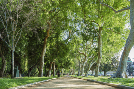 Beautiful nature scene around Beverly Gardens Park at Beverly Hills, Californiaのeditorial素材