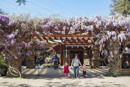 Los Angeles, MAR 23: wisteria blossom with family at Descanso Garden on MAR 23, 2017 at Los Angeles, Californiaのeditorial素材