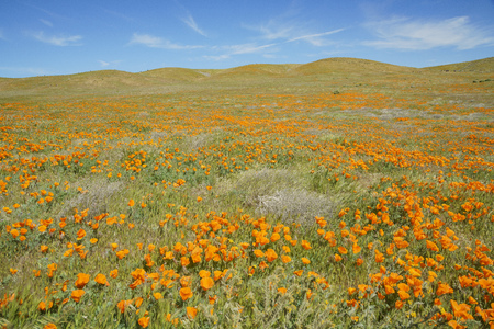 Wild flowers (Poppy) at Antelope Valley, Californiaの写真素材