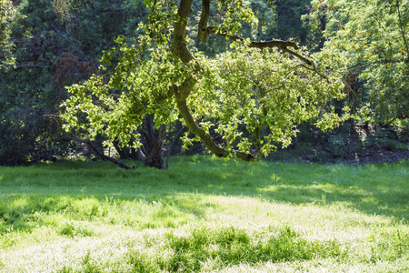 Beautiful trees at Descanso Garden of Los Angelesの写真素材