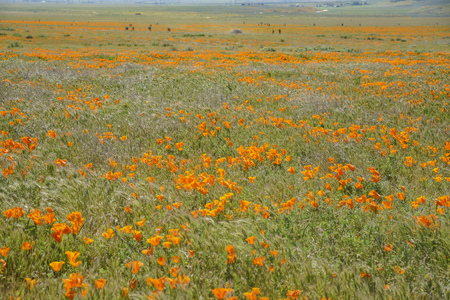 Wild flowers (Poppy) at Antelope Valley, Californiaの写真素材