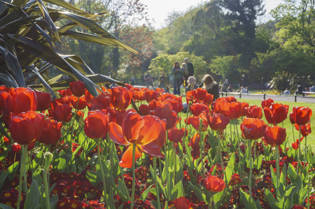 Tulip blossom at St Stephen's Green, Dublin, Irelandの写真素材