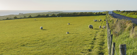 Beautiful rural scene with sheeps near Giant's Causeway, Northern Ireland, United Kingdomの写真素材