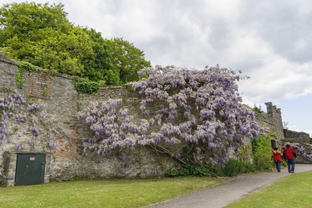 Clare, MAY 7: Wisteria blossom in the historical Bunratty Castle & Folk Park on MAY 7, 2017 at County Clare, Irelandのeditorial素材